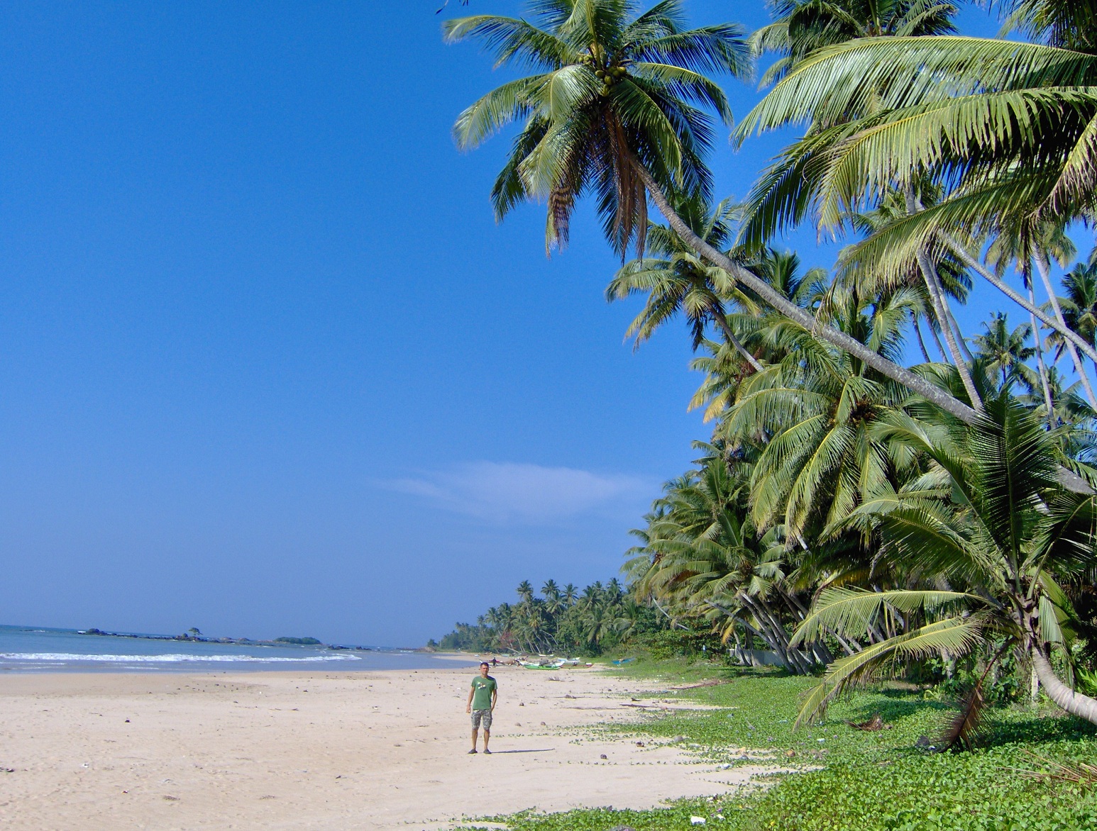 Palm lined Sri Lankan beach